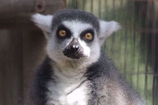 The lemurs are so cute
