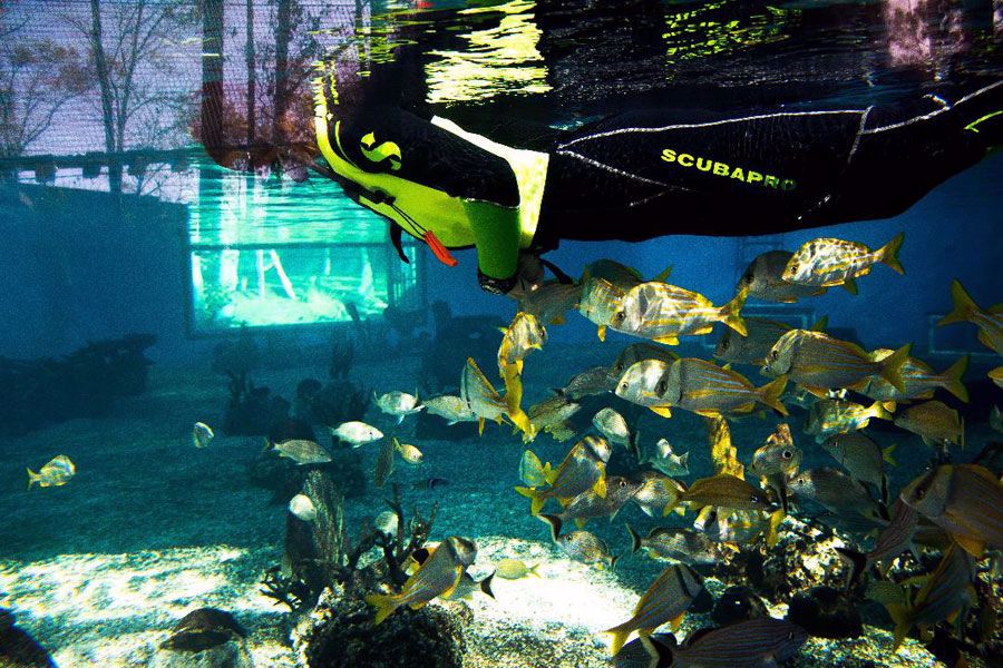St Augustine Aquarium Snorkel Adventure