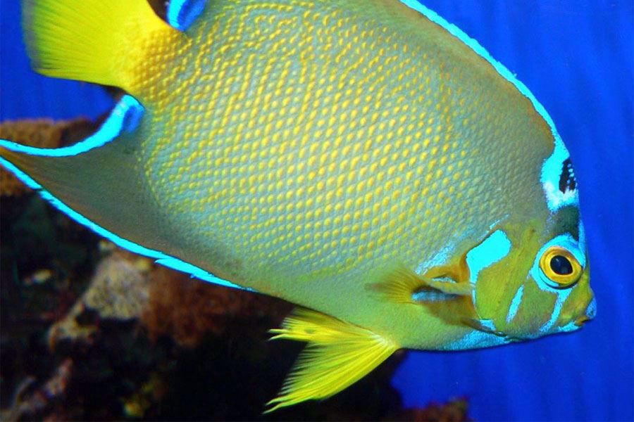 St Augustine Aquarium