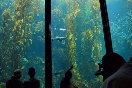 Monterey Bay Aquarium (additional cost)