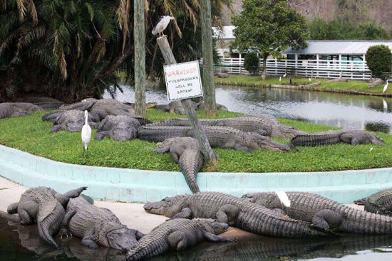 Thousands of alligators and crocodile