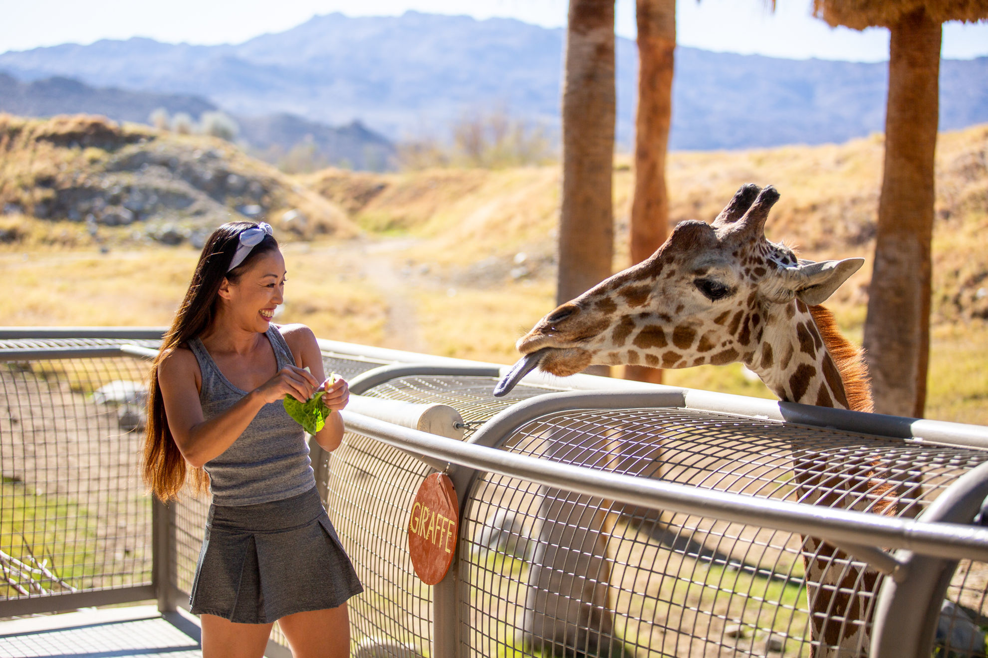 starry safari at the living desert palm desert