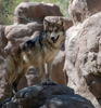 Mexican Wolf - The Living Desert
