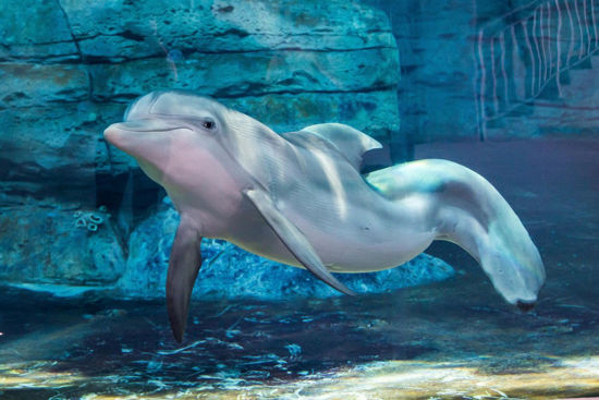 Picture of Clearwater Beach Marine Aquarium Adventure