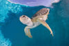 Picture of Clearwater Beach Marine Aquarium Adventure