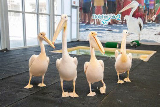 Picture of Clearwater Beach Marine Aquarium Adventure