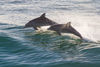 Picture of Fury Dolphin Watch and Historical Harbor Tour