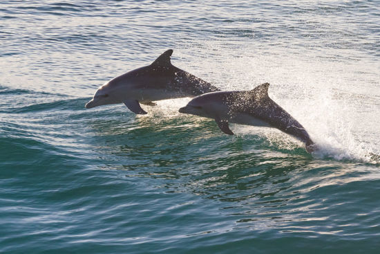 Picture of Fury Dolphin Watch and Historical Harbor Tour