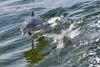 Picture of Fury Dolphin Watch and Historical Harbor Tour