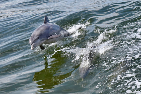 Picture of Fury Dolphin Watch and Historical Harbor Tour
