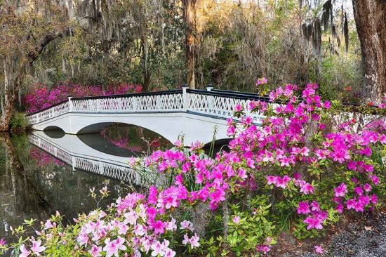 Picture of Magnolia Plantation Tour