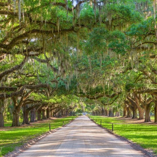 Picture of Boone Hall Plantation Tour