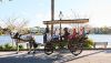 Picture of Horse and Carriage Tour