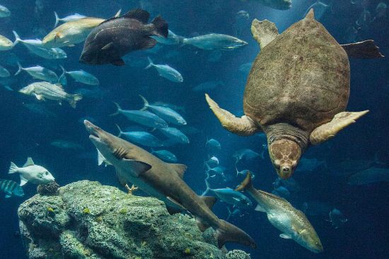 Picture of South Carolina Aquarium