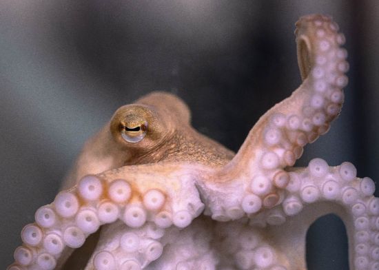 Picture of South Carolina Aquarium