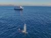 Picture of Whale and Dolphin Watching Midweek Adventures