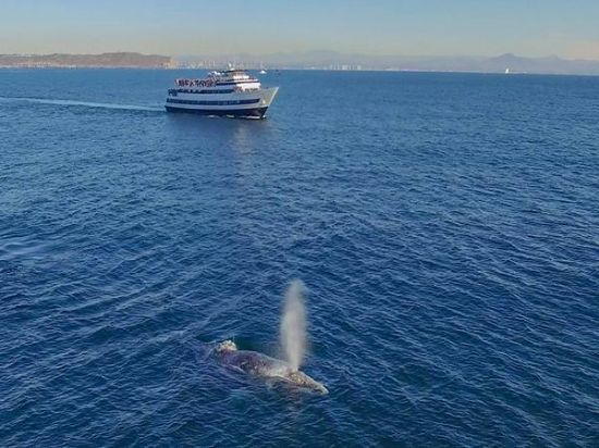 Picture of Whale and Dolphin Watching Adventures
