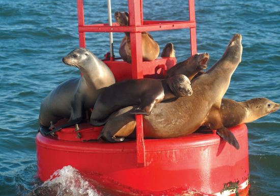 Picture of Whale and Dolphin Watching Adventures