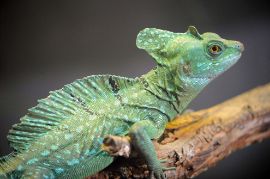 Picture of Zoo Miami