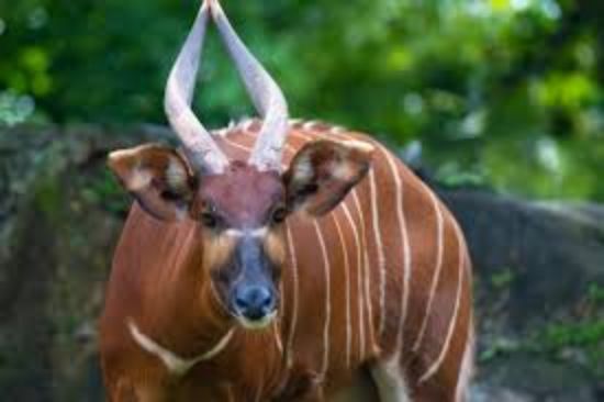 Picture of Zoo Miami