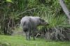 Picture of Zoo Miami