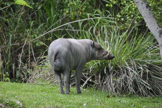 Picture of Zoo Miami